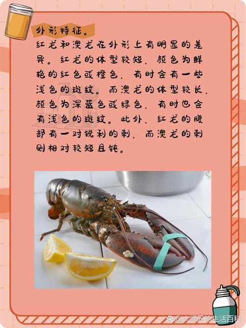 紅龍和澳龍有哪些區別？