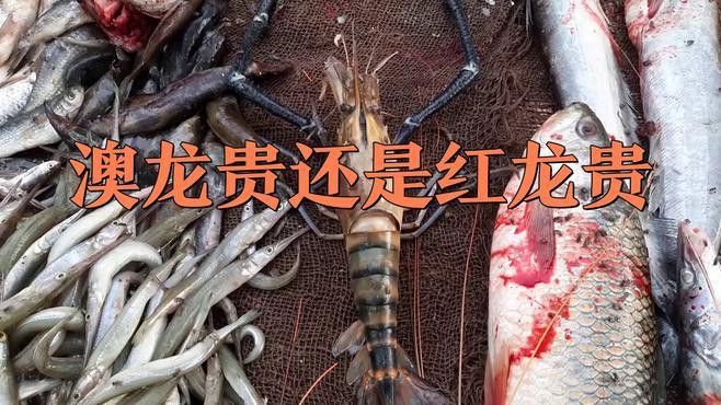 紅龍和澳龍有哪些區別？