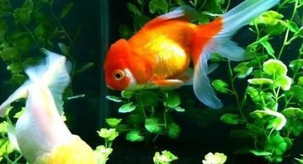 龍魚害怕不吃食怎么辦：如何判斷龍魚是否受驚