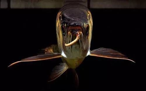 龍魚的配魚用沒用喂：關于龍魚配魚喂食的注意事項