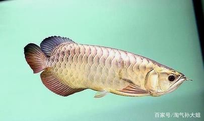 金龍魚形狀（金龍魚形狀的詳細描述）