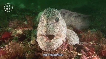 龍魚能吃肉嗎