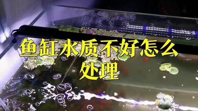 龍魚撞缸后怎么處理干凈