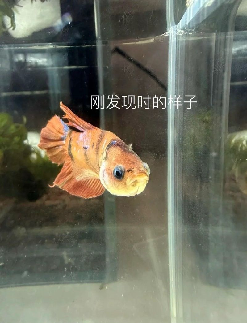 銀龍魚可以放食用鹽嗎