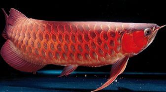 魚(yú)缸水發(fā)黃是什么原因,水發(fā)黃怎么辦（如何正確使用水質(zhì)凈化劑魚(yú)缸過(guò)濾棉）