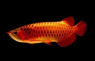 魚(yú)缸水發(fā)黃是什么原因,水發(fā)黃怎么辦（如何正確使用水質(zhì)凈化劑魚(yú)缸過(guò)濾棉）