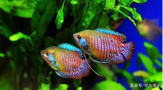 魚(yú)缸水發(fā)黃是什么原因,水發(fā)黃怎么辦（如何正確使用水質(zhì)凈化劑魚(yú)缸過(guò)濾棉）