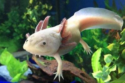 六角恐龍魚怎么喂多少，六角恐龍魚喂食頻率和食物量需要根據其不同階段來調整