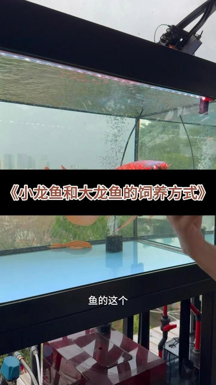 紅龍趴缸后如何急救？ 紅龍趴缸后如何急救？ 龍魚百科 第6張