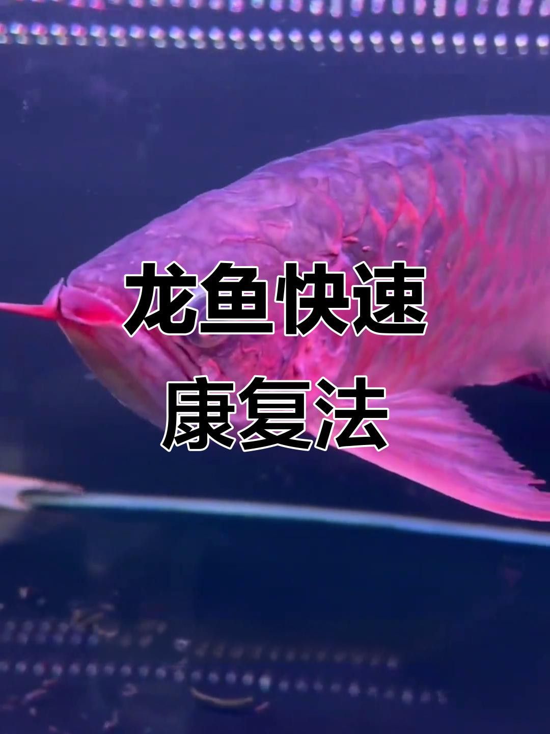 紅龍趴缸后如何急救？ 紅龍趴缸后如何急救？ 龍魚百科 第5張