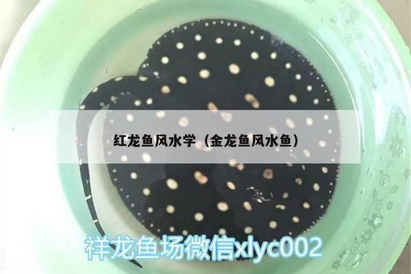 金龍魚與紅龍魚風水：金龍魚與紅龍魚在風水學中都有著獨特的地位和作用和作用