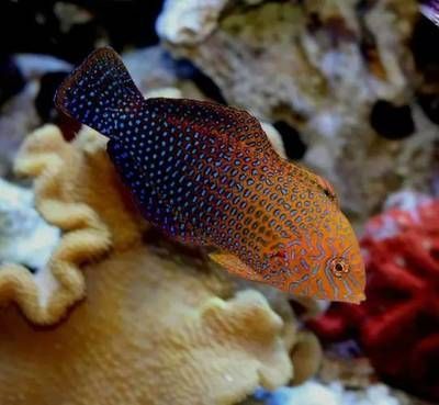 黃龍魚吃珊瑚嗎怎么喂：黃龍魚吃珊瑚嗎 黃龍魚吃珊瑚嗎怎么喂：黃龍魚吃珊瑚嗎 龍魚百科 第2張