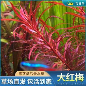 黃龍魚吃珊瑚嗎怎么喂：黃龍魚吃珊瑚嗎 黃龍魚吃珊瑚嗎怎么喂：黃龍魚吃珊瑚嗎 龍魚百科 第1張