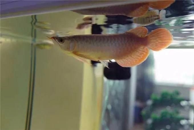 龍魚側游徹底解決方案是什么意思：龍魚側游徹底解決方案