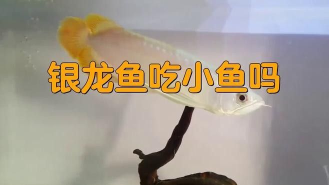 銀龍魚(yú)吃的多嗎怎么樣
