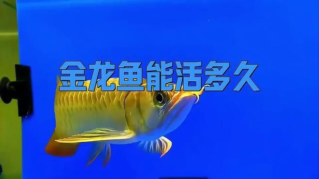 金龍魚古典過背的壽命有多長？