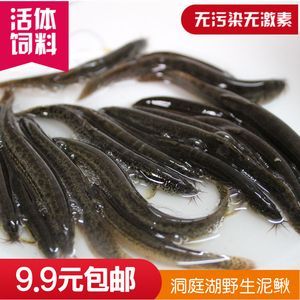 龍魚喂活泥鰍還是凍泥鰍：喂食活泥鰍好還是凍泥鰍好 龍魚喂活泥鰍還是凍泥鰍：喂食活泥鰍好還是凍泥鰍好 龍魚百科