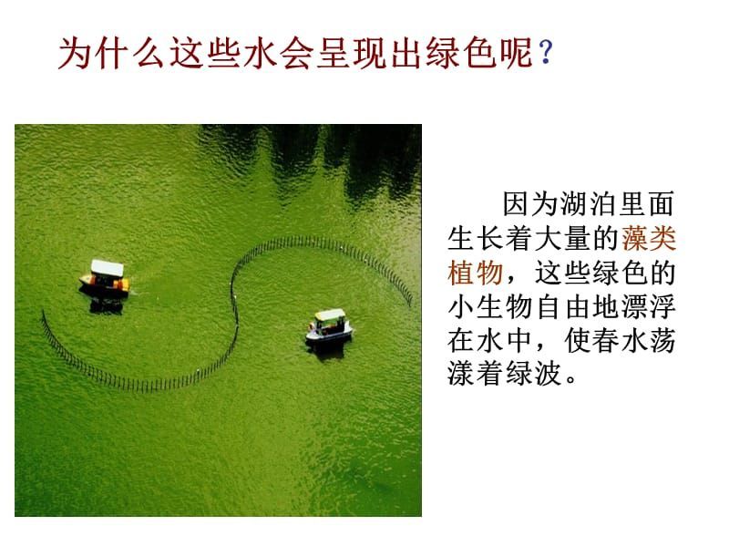龍魚缸里面好多藻類怎么辦（龍魚缸藻類預防技巧）