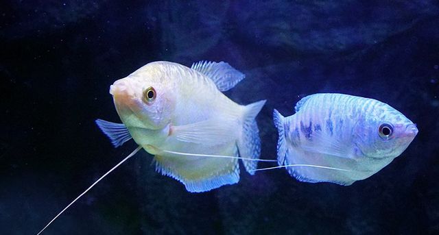 家里可以養曼龍魚嗎【家庭養殖曼龍魚的注意事項】