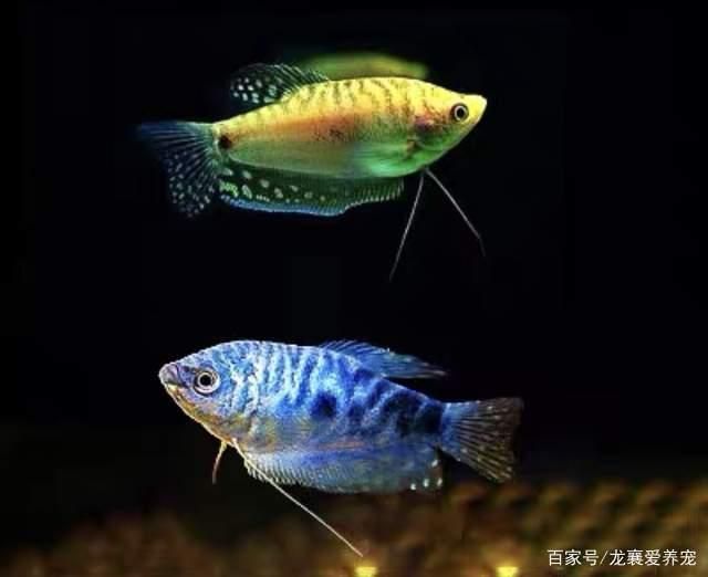 家里可以養曼龍魚嗎【家庭養殖曼龍魚的注意事項】