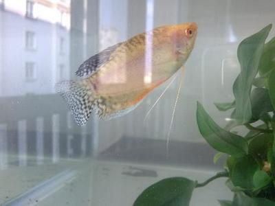 家里可以養曼龍魚嗎【家庭養殖曼龍魚的注意事項】