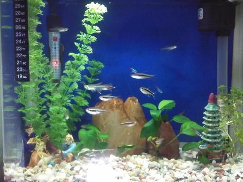 家里可以養曼龍魚嗎【家庭養殖曼龍魚的注意事項】