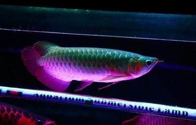 紅龍魚用什么燈最好看呢：紅龍魚燈光色溫選擇指南，紅龍魚燈光配置技巧