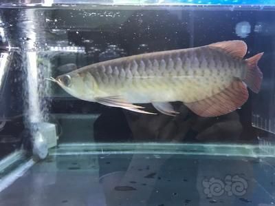 龍魚多久開始發色：龍魚的發色時間表