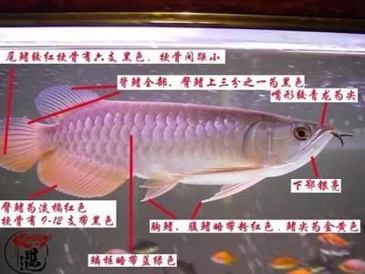 龍魚多久開始發色：龍魚的發色時間表