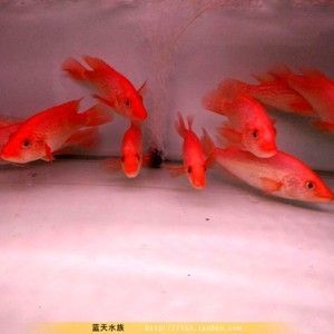 觀賞魚 什么龍：關于“觀賞魚什么龍” 觀賞魚 什么龍：關于“觀賞魚什么龍” 龍魚百科 第2張