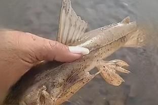 長得像龍魚的魚