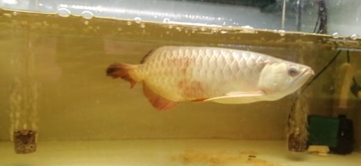 赤血紅龍魚賽級：如何鑒別赤血紅龍魚的品質