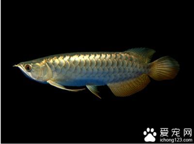 金龍魚的養殖技術要求：養殖金龍魚的技術要求
