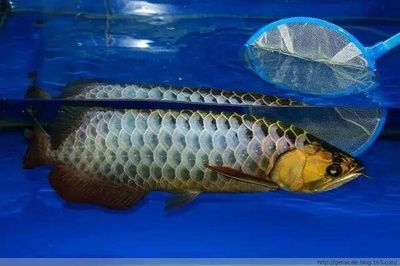 藍底過背金龍最簡單三個步驟