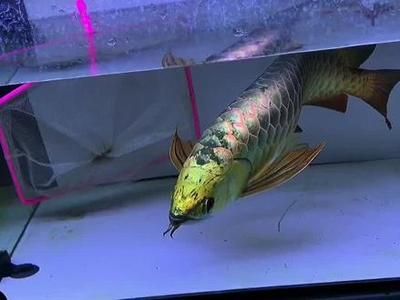 藍底過背金龍最簡單三個步驟