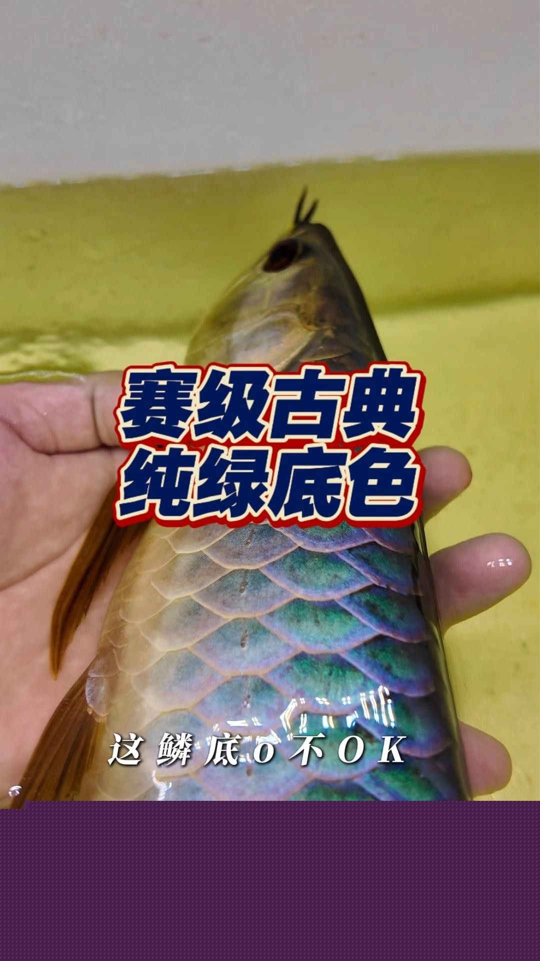 金禾金龍魚有哪些系列？