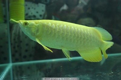 白金龍魚和金龍魚誰貴些，白金龍魚與金龍魚的價格比較