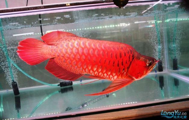 紅龍魚怎么才能變紅色（如何讓紅龍魚發色更加鮮亮）