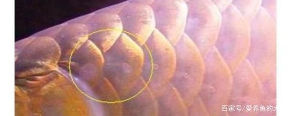 龍魚疾病圖解圖片高清：關于龍魚疾病的圖片高清版本