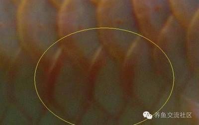 龍魚疾病圖解圖片高清：關(guān)于龍魚疾病的圖片高清版本