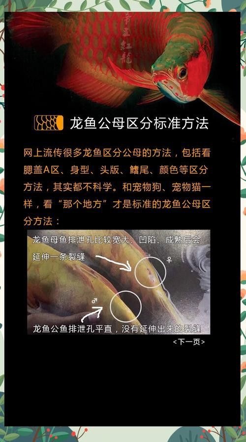 金龍魚怎么區(qū)分公母圖片