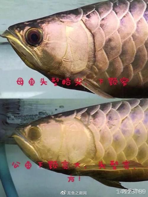 金龍魚怎么區(qū)分公母圖片