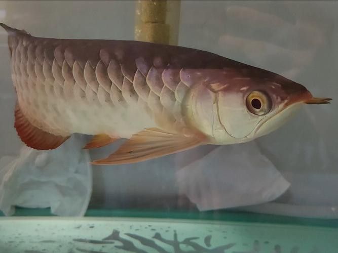 金龍魚怎么區(qū)分公母圖片