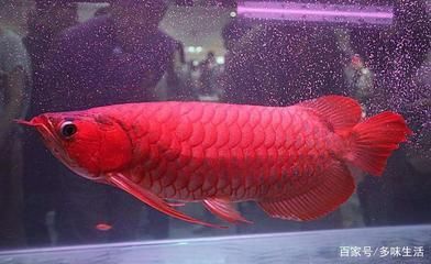 血龍魚價格多少錢一只：血龍魚價格多少一只
