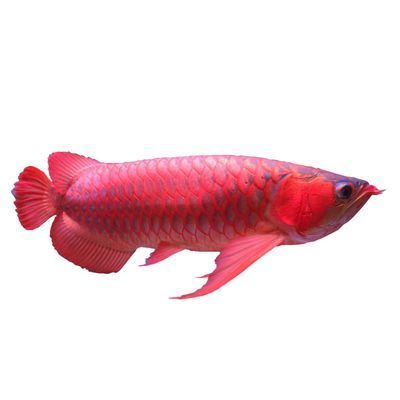 紅龍魚(yú)生長(zhǎng)變化過(guò)程（紅龍魚(yú)生長(zhǎng)變化過(guò)程視頻）