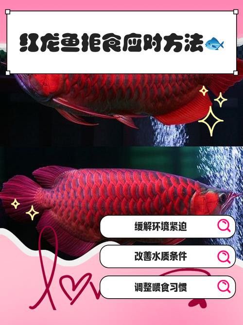 紅龍魚喂什么蝦最好養