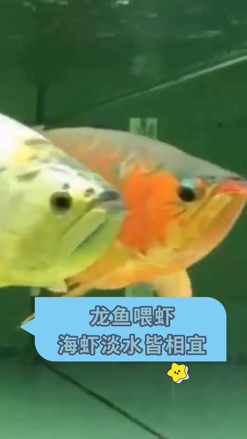 紅龍魚喂什么蝦最好養