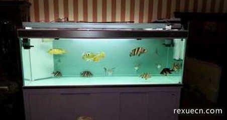 泰國虎魚與印尼虎魚的市場價格對比，探討泰國虎魚和印尼虎魚的市場價格波動原因泰國虎魚與印尼虎魚的區別