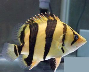 泰國虎魚與印尼虎魚的市場價格對比，探討泰國虎魚和印尼虎魚的市場價格波動原因泰國虎魚與印尼虎魚的區別