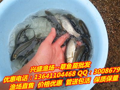 龍魚證書上沒有漁場電話網站(龍魚證書上沒有漁場電話網站怎么辦理?) 龍魚百科 第1張 龍魚證書上沒有漁場電話網站(龍魚證書上沒有漁場電話網站怎么辦理?) 龍魚證書上沒有漁場電話網站(龍魚證書上沒有漁場電話網站怎么辦理?) 龍魚百科 第1張